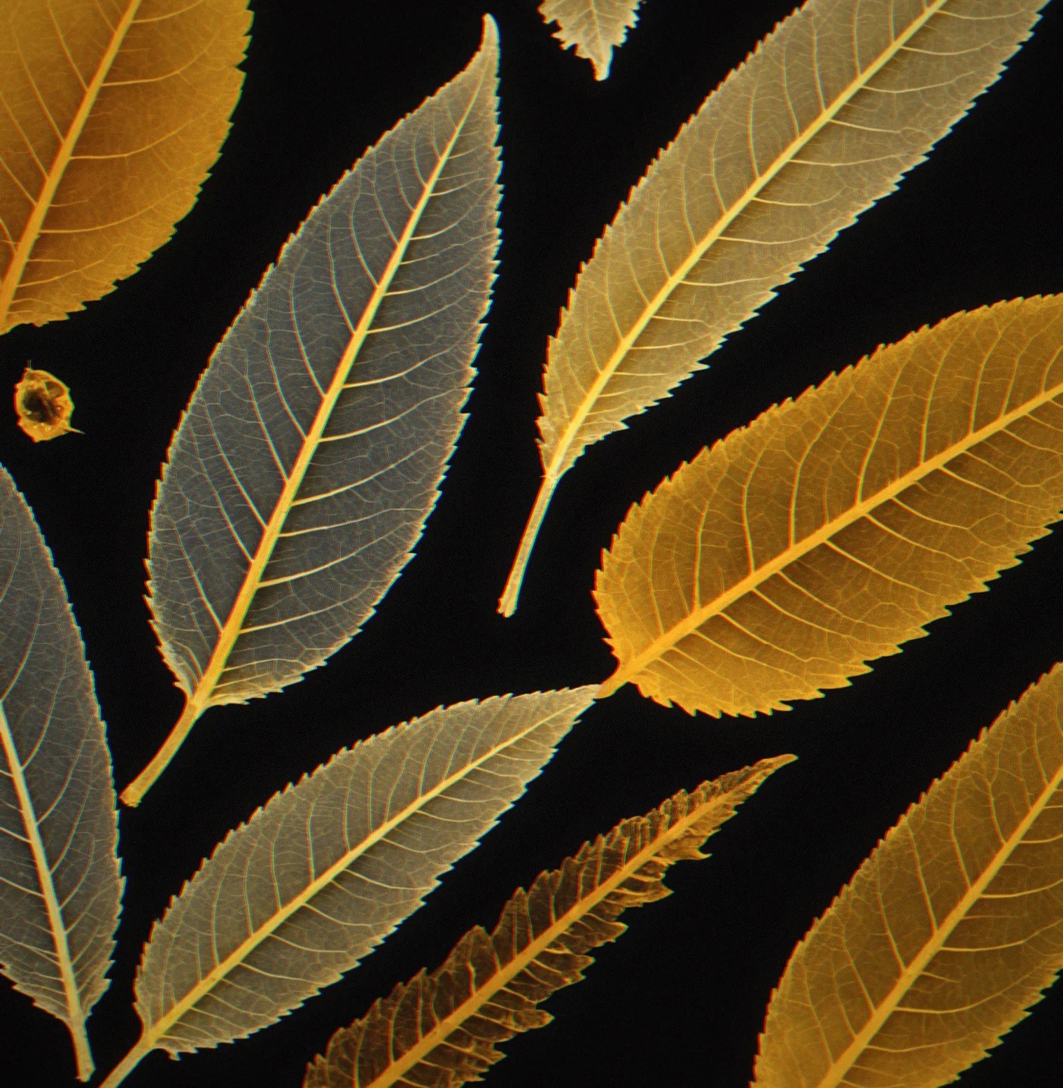 Leaf breaking down in amber, fungal threads matted across the plant fibers showing various stages of decomposition